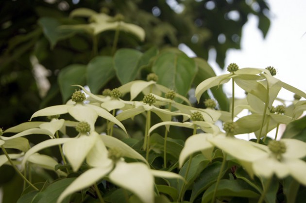 640산딸나무.jpg 640산딸나무.jpg