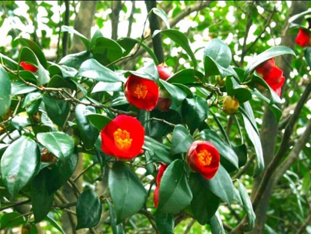 동백640.jpg 동백640.jpg