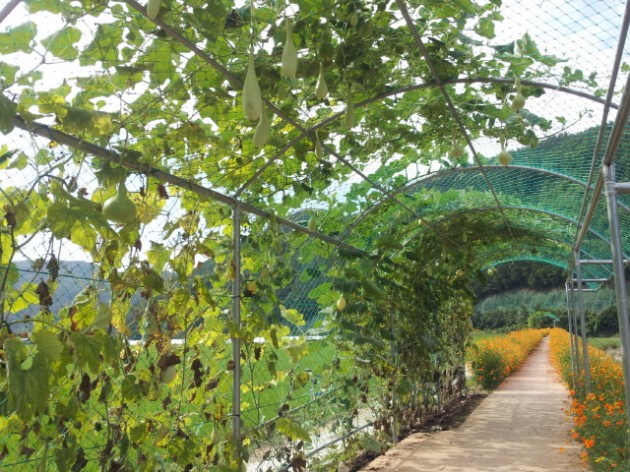 크기변환_s-영현면_촌스런_축제-_영천강변1.jpg 크기변환_s-영현면_촌스런_축제-_영천강변1.jpg